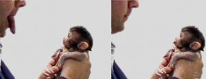 makak_neonatal_imitation