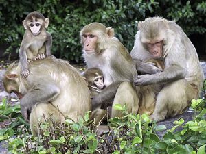 tantrums in baby monkeys